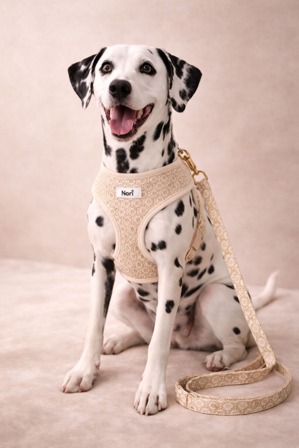 Harnais et Laisse pour chiens et chats - Elya