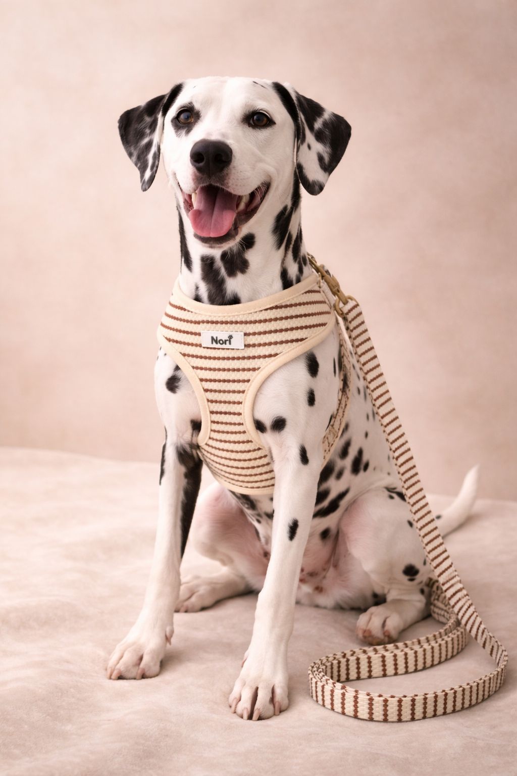 Harnais et Laisse pour chiens et chats - Noya