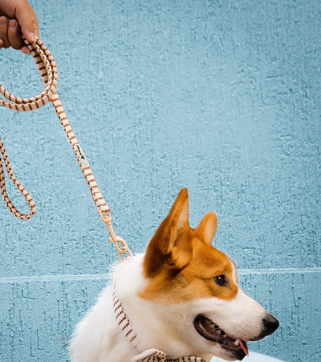 Harnais et Laisse pour chiens et chats - Noya