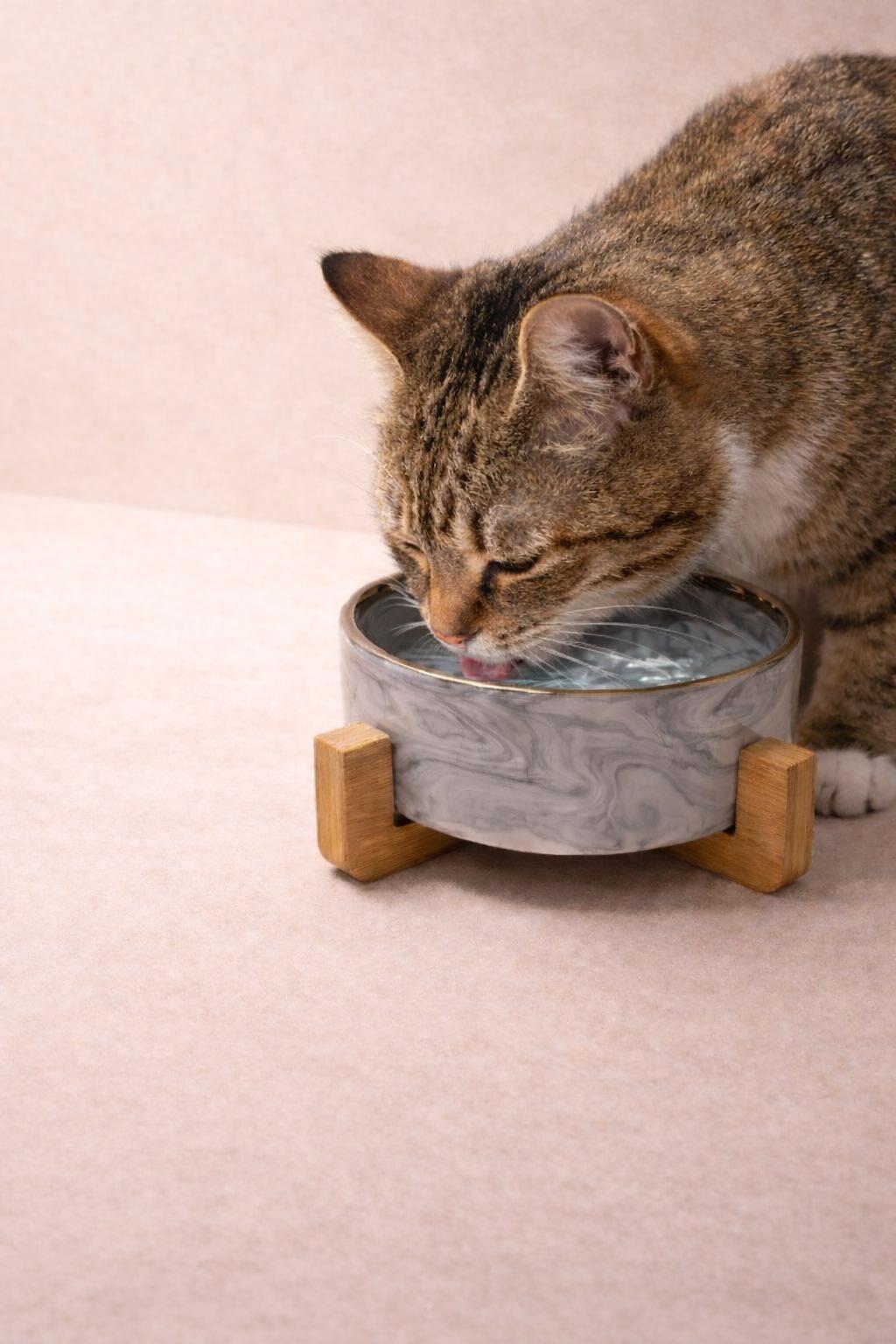 Gamelle Design en Céramique – Chat & Chien