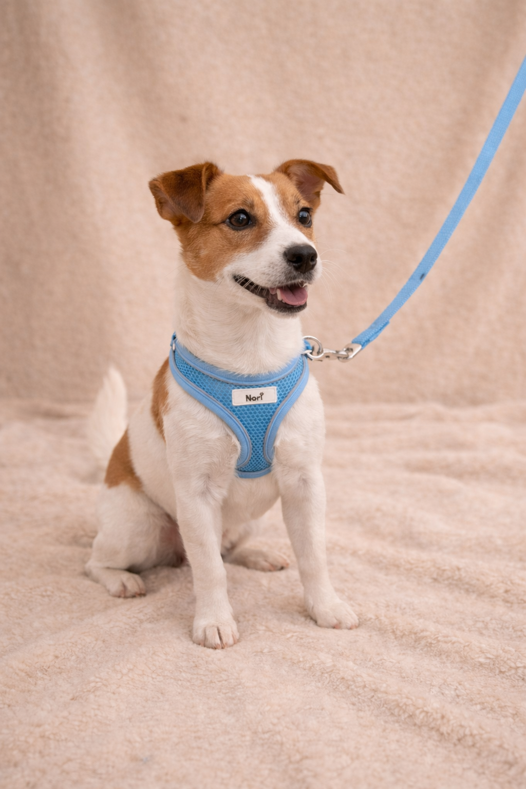 Harnais et Laisse pour chiens et chats - Ava Blue