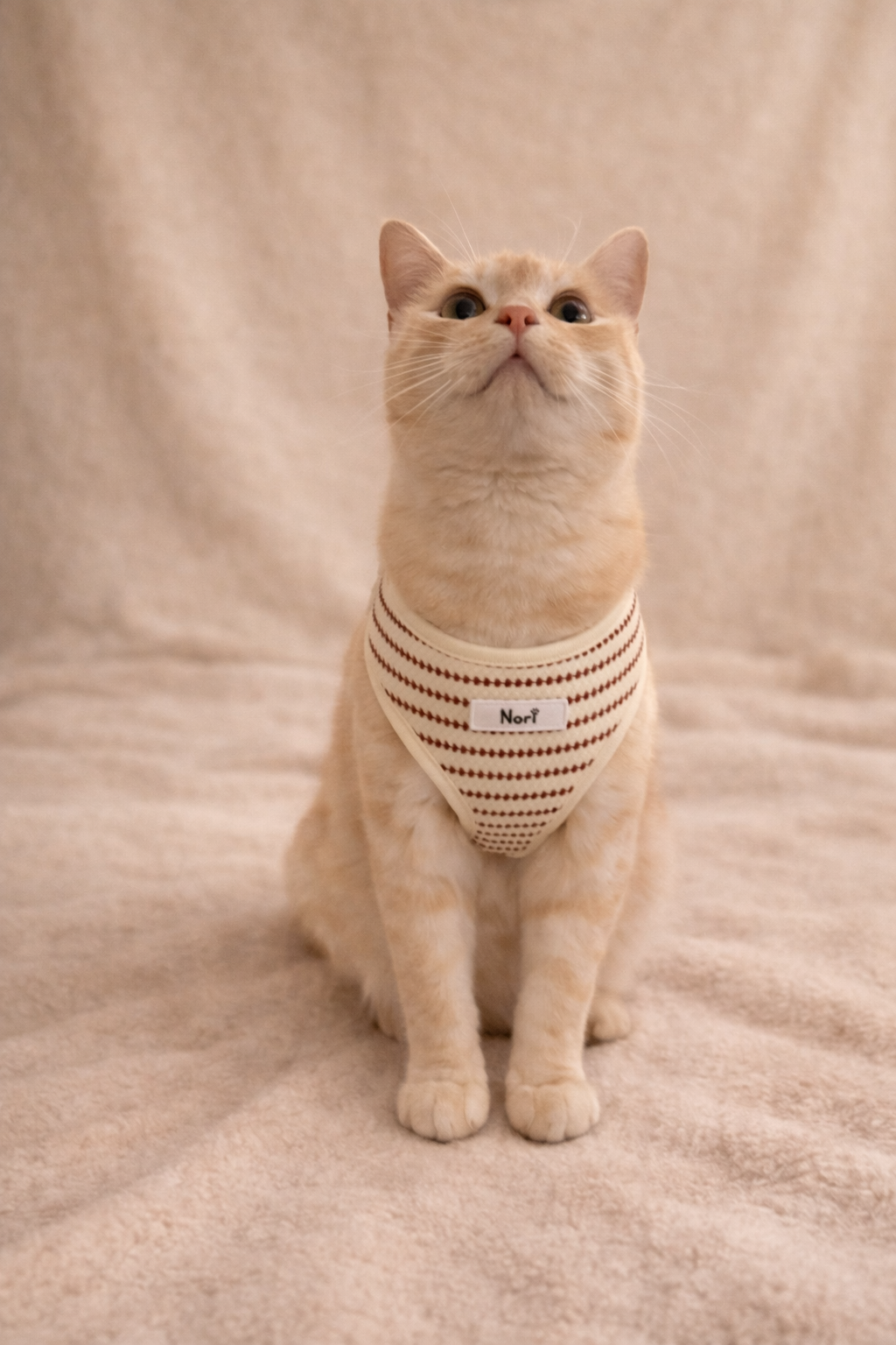 Harnais et Laisse pour chiens et chats - Noya