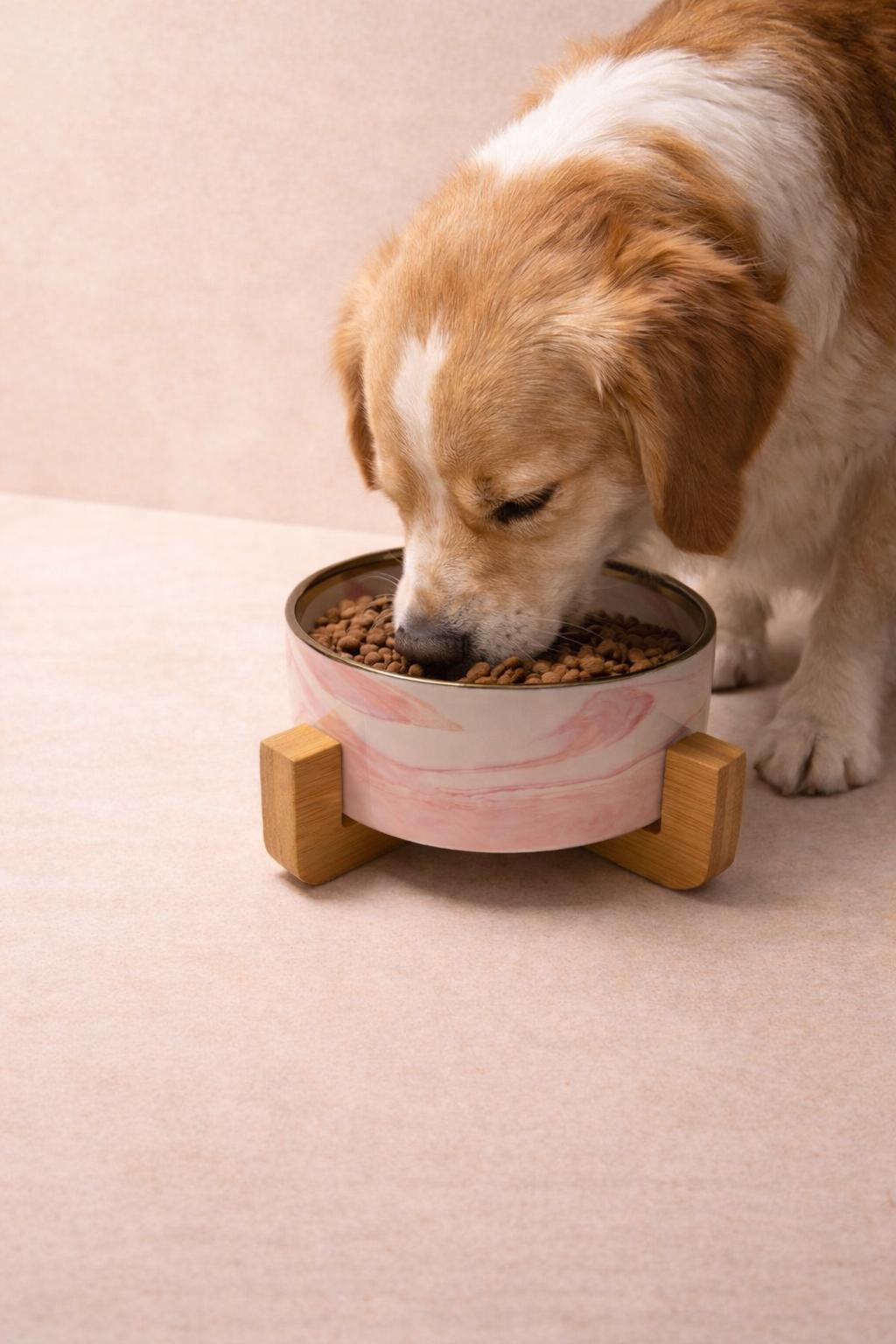 Gamelle Design en Céramique – Chat & Chien