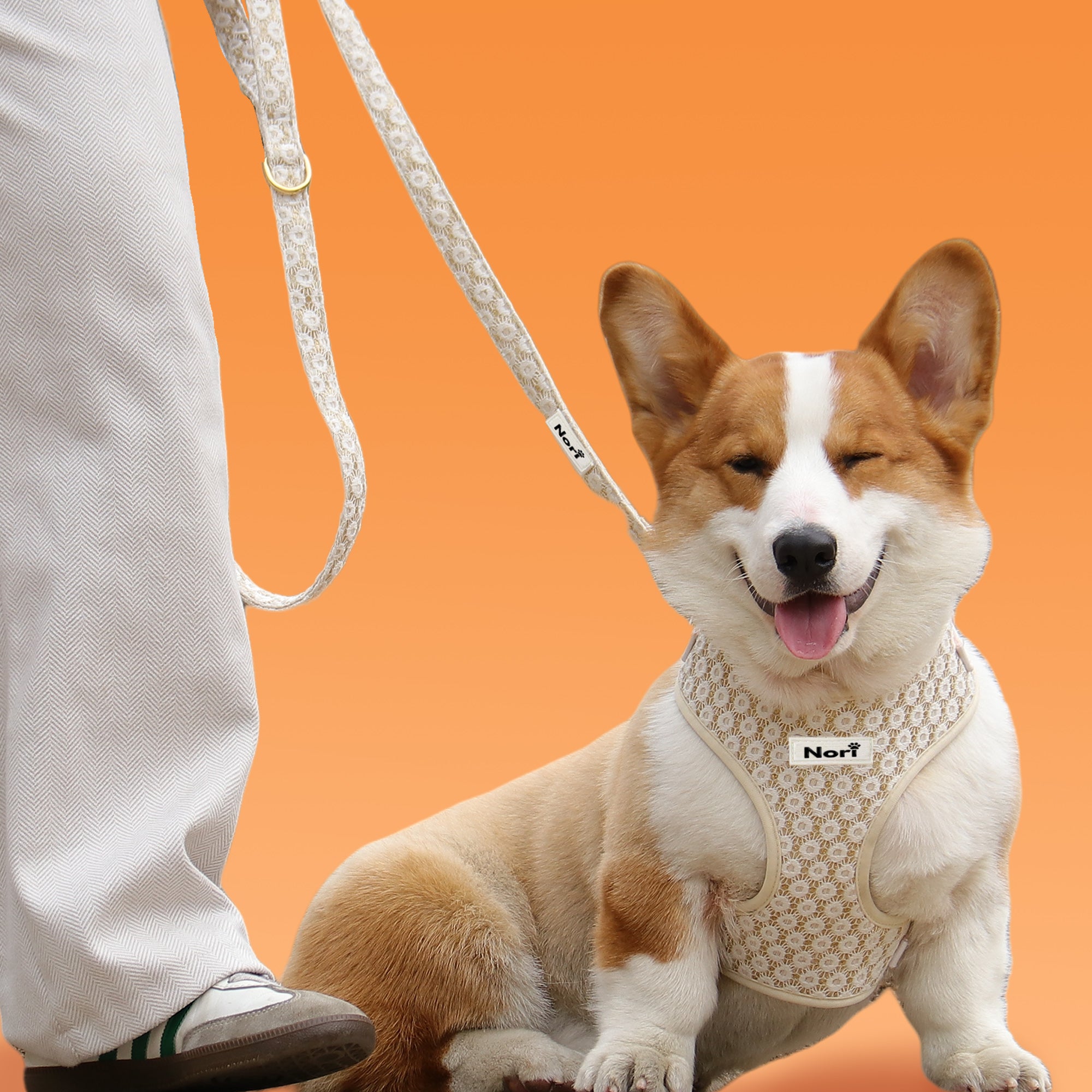 Harnais et Laisse pour chiens et chats - Elya