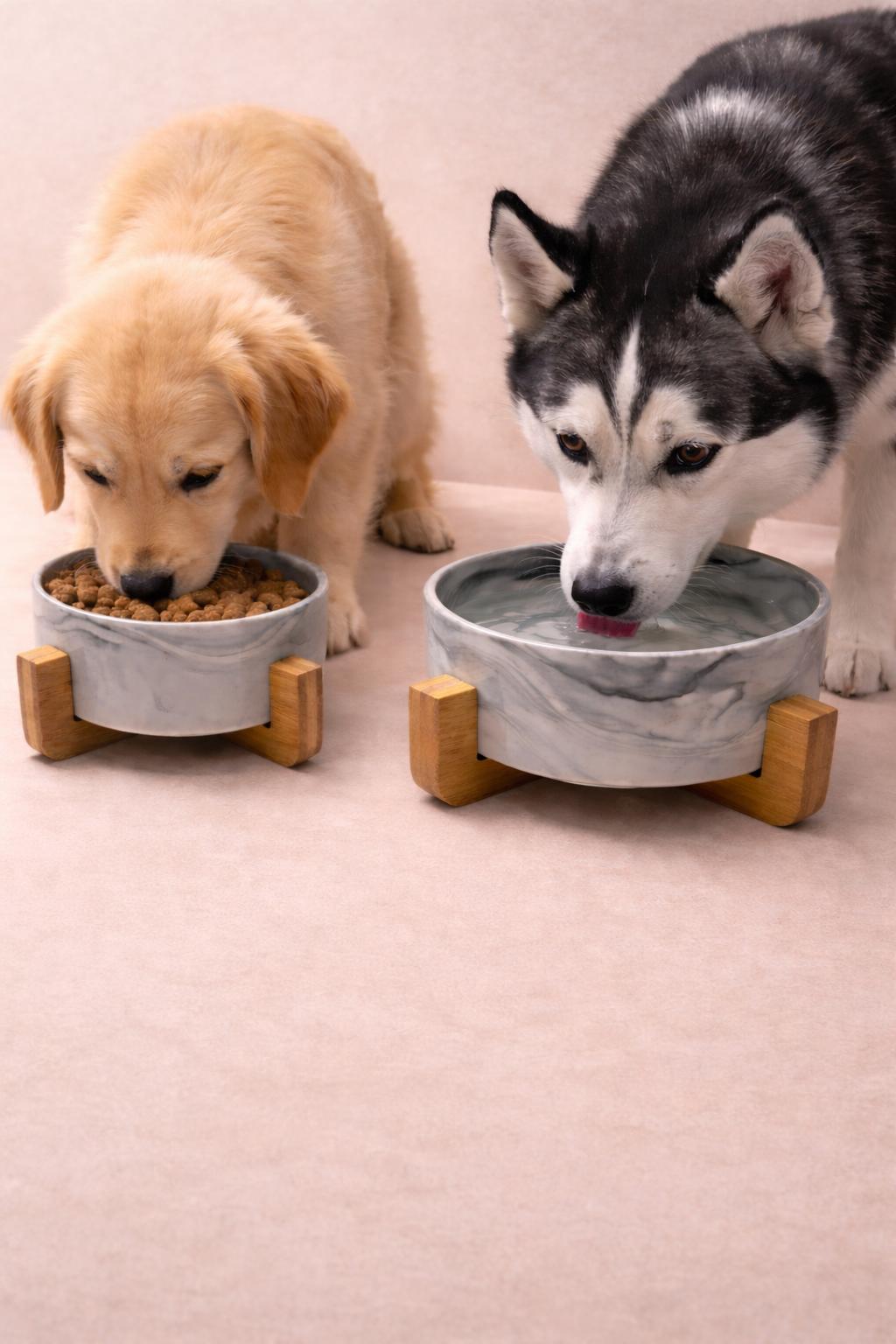 Gamelle Design en Céramique – Chat & Chien