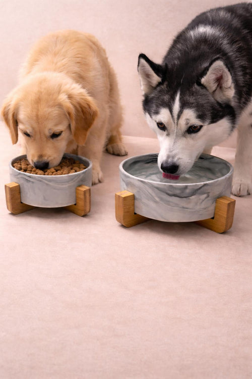 Gamelle Design en Céramique – Chat & Chien