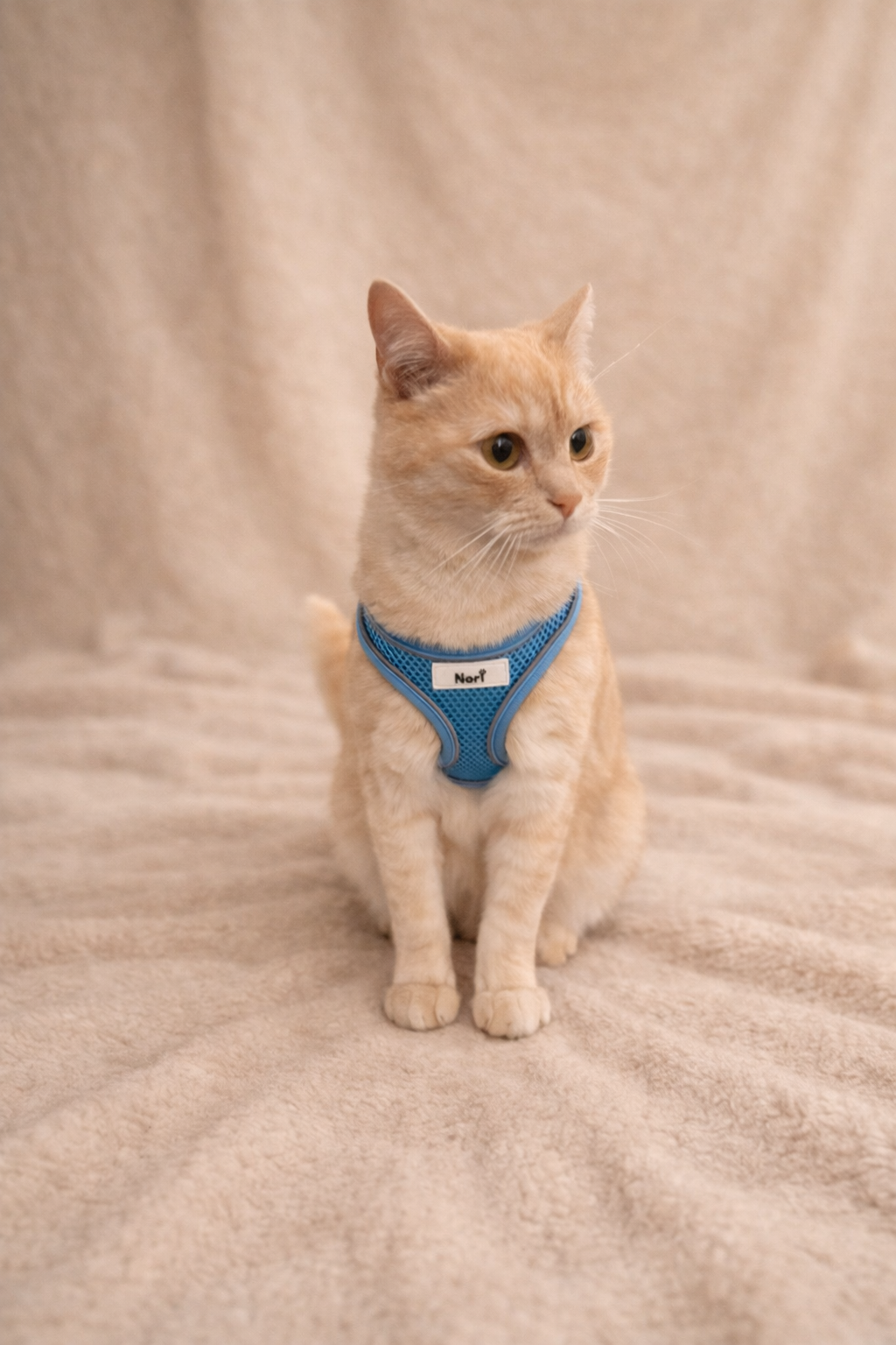 Harnais et Laisse pour chiens et chats - Ava Blue