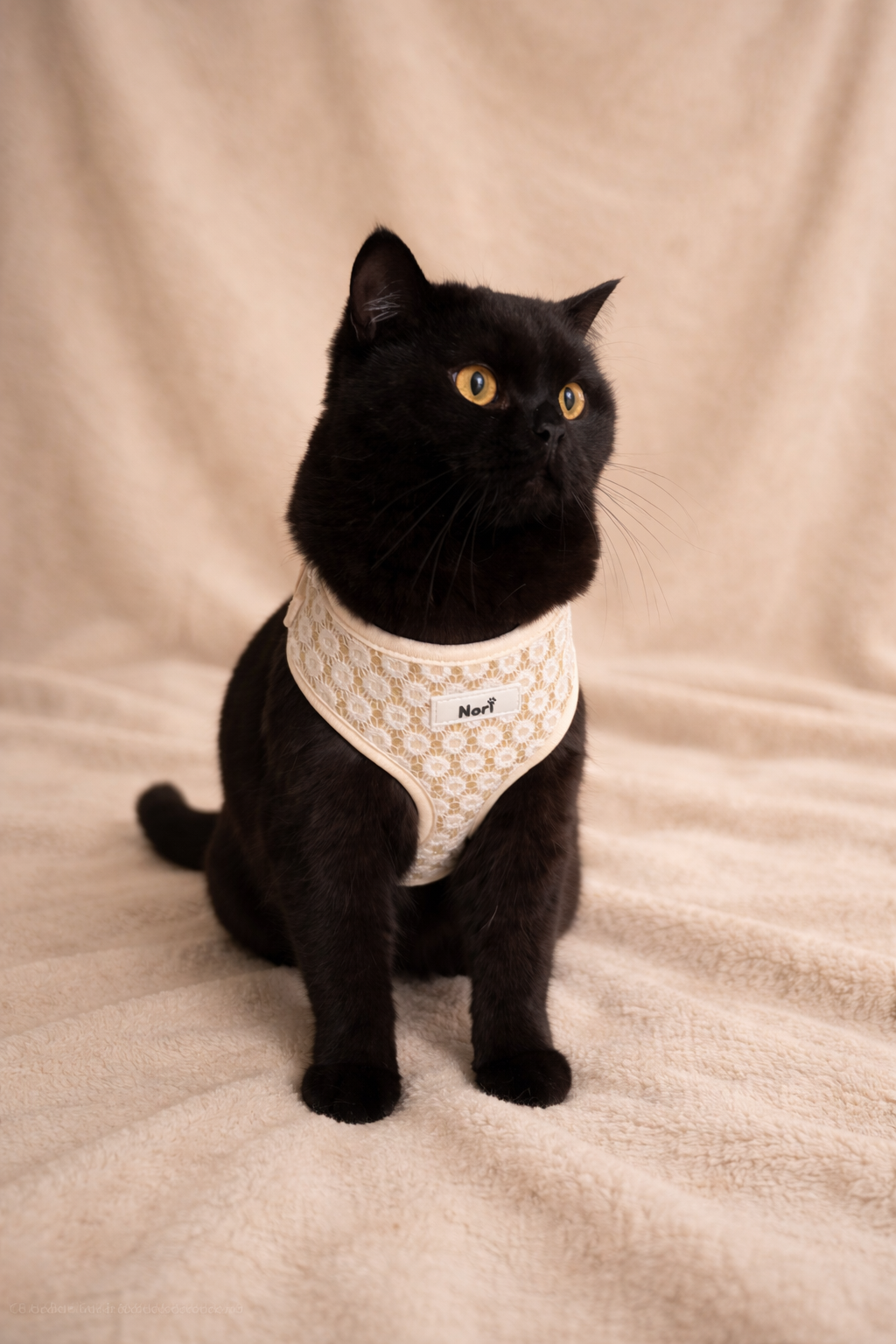 Harnais et Laisse pour chiens et chats - Elya