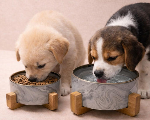 Gamelle Design en Céramique – Chat & Chien