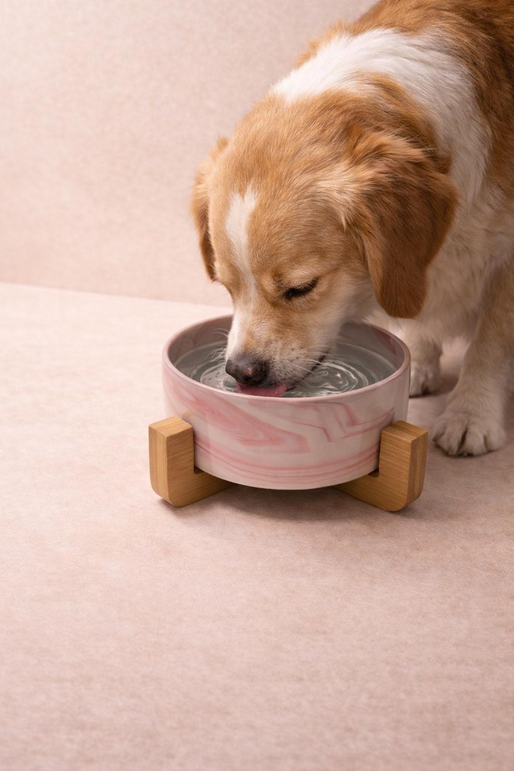 Gamelle Design en Céramique – Chat & Chien